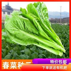 早熟大叶春菜种子速生老品种春芥菜种子菜籽潮汕揭阳春菜蔬菜种子