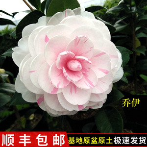 乔伊肯德力克一树多色茶花树苗绿植庭院阳台客厅名贵花卉盆栽包邮