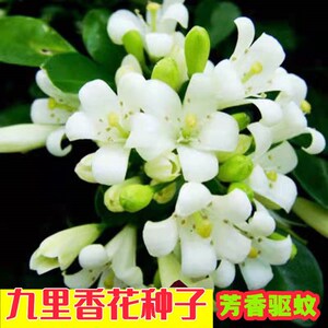 九里香花种子驱蚊虫四季开花浓香庭院阳台盆栽芳香花卉种子