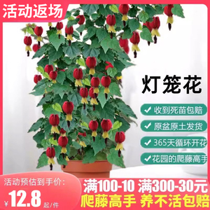 藤本爬藤植物盆栽蔓性风铃花灯笼花苗室内外庭院花卉绿植四季开花