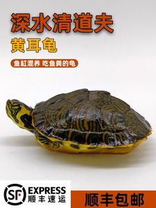 黄耳龟深水龟鱼缸混养小乌龟活物稀有火焰龟小宠物龟吃粪龟清洁龟