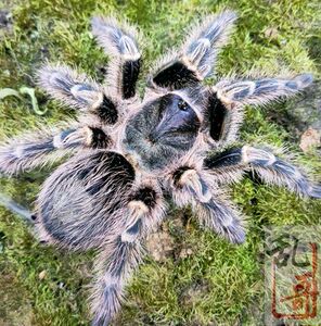 巴西巨人金直间捕鸟蜘蛛1-7厘米宠物活体好养新手入门人工繁育