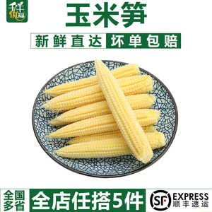 【千牛优福】新鲜甜玉米笋250g 迷你玉米棒小玉米芯仔水果玉米