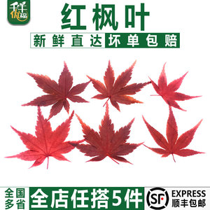 【千牛优福】新鲜红枫叶30片/盒 枫树叶子 西餐日料冷菜摆盘点缀