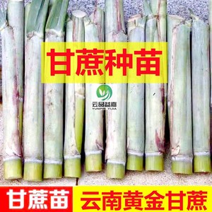 云南黄金甘蔗种子种苗四季易种优质黄金甘蔗多汁甜杆蔗可以盆栽