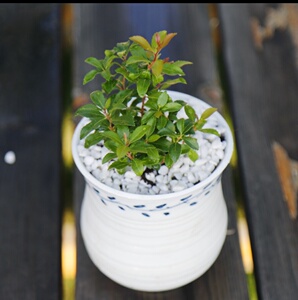 马醉木盆栽苗带根日本马醉木树苗小苗植物真花妙龄少女绿植物盆景
