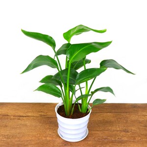 天堂鸟盆栽花卉绿植鹤望兰室内客厅大型观叶观花植物盆栽当年开花