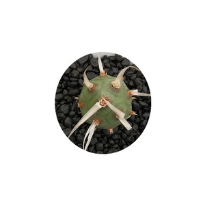 网红武藏野纸g刺团扇仙人球 稀有软刺不扎手仙人掌多肉植物观赏小