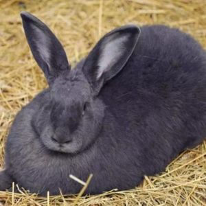 新品巨兔大流士佛莱明兔比利时肉兔大型巨兔子活体肉兔苗包邮包活