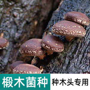 椴木菌种香菇平菇食用菌种批发黑木耳木头冬菇室内可食用栽培蘑菇
