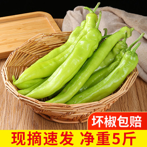农家自种新鲜长尖椒青椒青线椒牛角椒微辣虎皮绿皮大辣椒现摘香辣