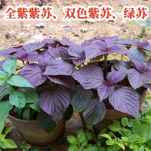 紫苏子紫苏种子紫苏叶种籽盆栽可食用种植苗四季籽种蔬菜孑苏子叶