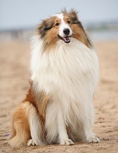 纯种苏格兰牧羊犬幼犬大型犬家庭喜乐蒂宠物狗苏牧英国牧羊犬活体