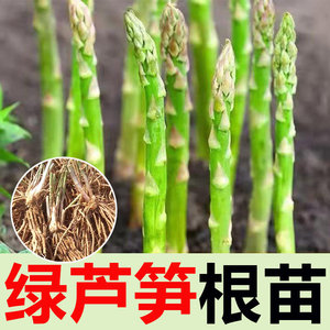 [芦笋根苗]芦笋苗根食用蔬菜苗四季多年生阳台盆栽种植芦笋树苗