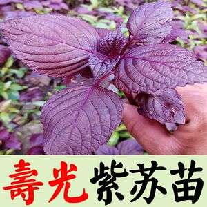 紫苏种苗种籽孑子苗盆栽食用紫苏叶四季紫苏子种植菜苗秧苗苏子叶