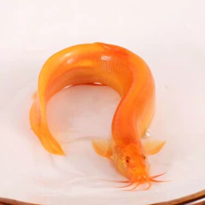 金龙鳅黄金泥鳅观赏鱼淡水鱼发财鱼风水鱼照财观赏冷水鱼清道夫