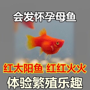 胎生鱼 红太阳鱼 直接生小鱼 红玛丽鱼 红皮球鱼 红剑鱼 包邮包损