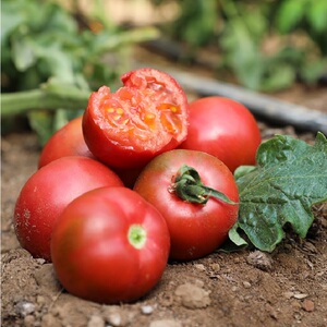 密云原味一号小番茄农家种植自然熟现摘水果西红柿5斤酸甜生吃