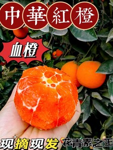 湖北宜昌秭归中华红血橙子新鲜孕妇酸甜多汁水果柑橘蜜桔子非伦晚