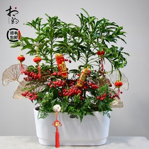 金玉满堂花卉黄金万两富贵籽室内盆栽植物四季好养易活绿植带果子