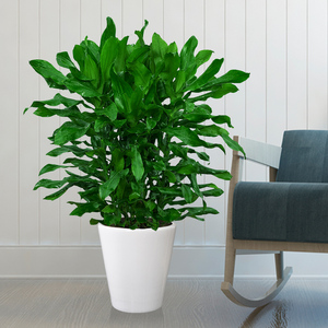 青叶也门铁植物大