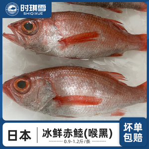 日本赤鯥冰鲜喉黑鱼新鲜刺身料理海捕海鲜水产品寿司鱼辅食