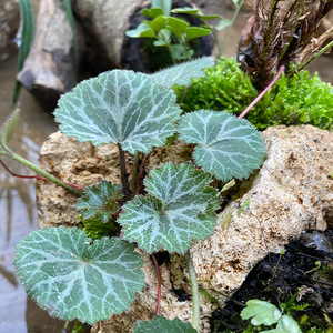 吸水石虎耳草盆栽新鲜高山野生虎耳草水培微景观虎耳草中药