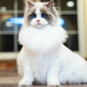 布偶猫幼猫纯种长毛仙女猫火焰蓝眼海双山猫纹活体家养宠物小猫咪