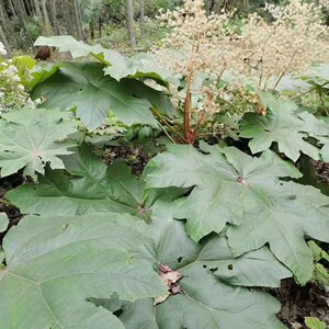 000人付款淘宝【缝补记】原创现货通草花