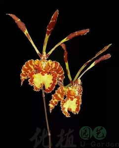 魔鬼文心兰oncidium papilio  个性兰花   石斛  盆景