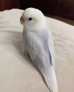 紫伊莎紫薰衣草紫面伊莎牡丹鹦鹉雏鸟