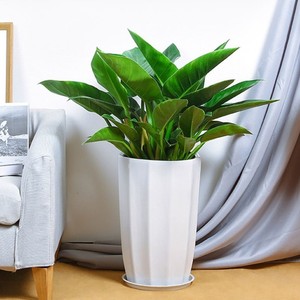 网红绿钻盆栽金钻蔓绿绒盆景办公室家居室内常绿植u物绿植花卉清