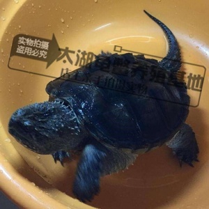 小鳄龟苗活体鳄鱼龟真鳄龟杂佛大小鳄鱼龟肉龟宠物龟水龟活体包邮