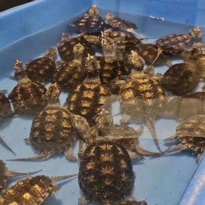 黄壳杂佛鳄龟苗