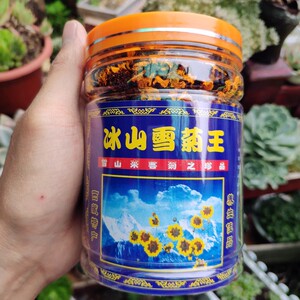 21年新花活动款55克/罐冰山雪菊王西藏珠峰菊花茶野生藏菊花养生