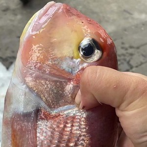 舟山新鲜斧头鱼深海马头鱼甘鲷海捕战斧鱼冷冻方头鱼海鲜水产鱼类