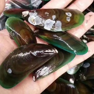 海鲜水产海虹鲜活青口贝贻贝淡菜无沙新鲜全半壳贝类3斤冷链包邮