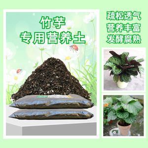 飞羽竹芋专用营养花土青苹果猫眼油画彩虹紫背波浪植物盆栽种植土