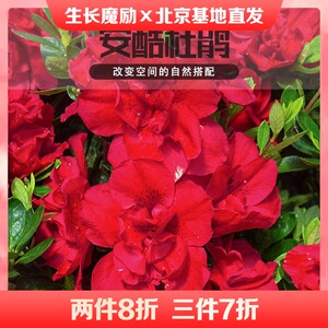 安酷杜鹃康乃馨王妃余烬阳台庭院常绿耐热耐寒四季开花灌木花卉