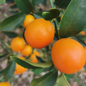 油皮小金桔新鲜水果1-9斤装当季广西滑皮脆皮金桔小橘子桔子整箱5