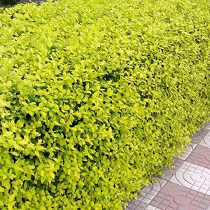 金叶女贞苗小叶女贞树苗庭院别墅绿化苗篱笆围墙室外耐寒四季常青