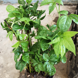 5棵装刺五加苗五叶刺加皮种子种苗云南野生刺五加皮树苗扦插种苗