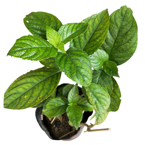 【糯米香茶苗】糯米香茶苗品牌,价格 - 阿里巴巴