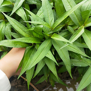 香柳香辣柳云南德宏特产香料香菜带根煮鱼火锅香柳苗2斤包邮