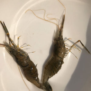 淡水除藻大眼贼长臂虾母繁殖抱卵虾活体虾带卵河虾溪虾土虾水族虾