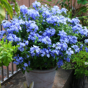 蓝雪花盆栽四季开花藤本兰雪棒棒糖室内阳台庭院爬藤卉多年生植物