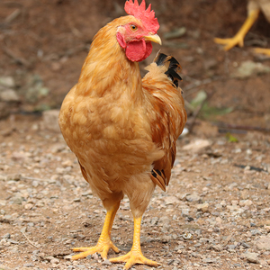 龙桥五里山正宗土公鸡农家散养小鸡仔童子鸡走地鸡鸡肉新鲜整冷冻