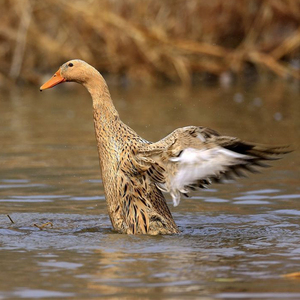 老鸭土鸭3年老鸭子 整只农家散养麻鸭新鲜鸭子肉活体现杀水鸭母鸭
