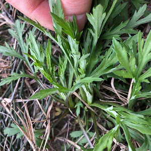 野生篱蒿当季芦蒿根新鲜黎蒿蔬菜野菜藜蒿蓠泥黎耗包邮非江西