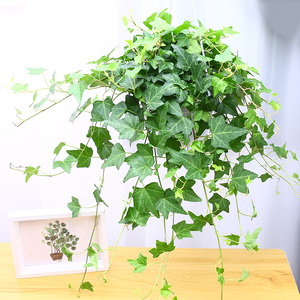 常春藤盆栽好养植物室内垂吊兰长春藤吸甲醛水培爬藤挂常青藤绿植